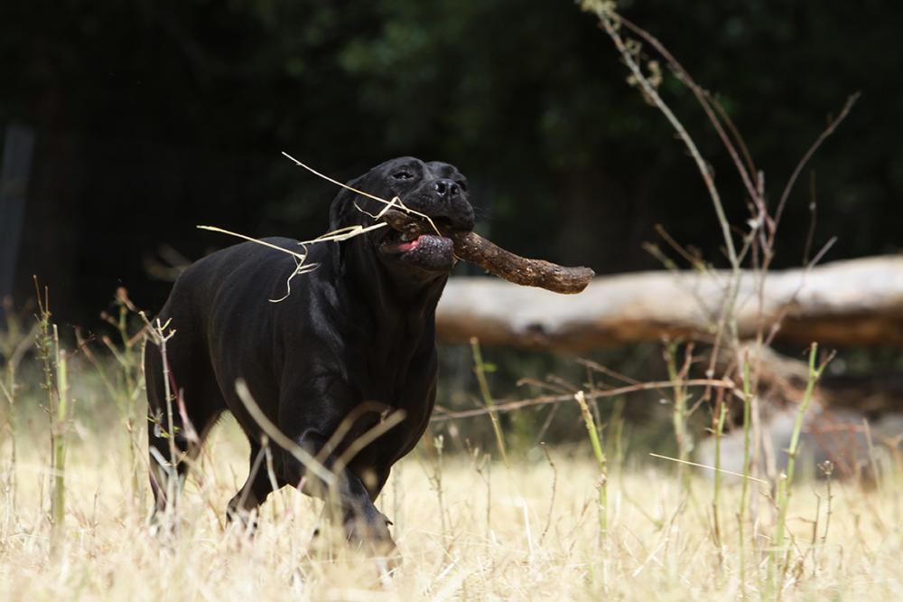levage cane corso