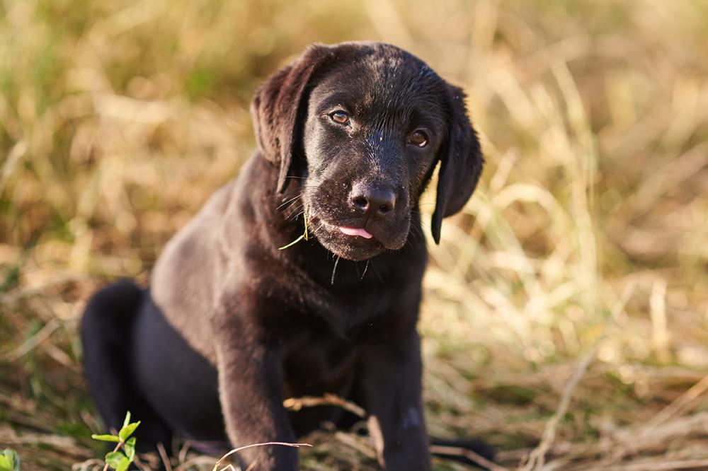 chiot cane corso
