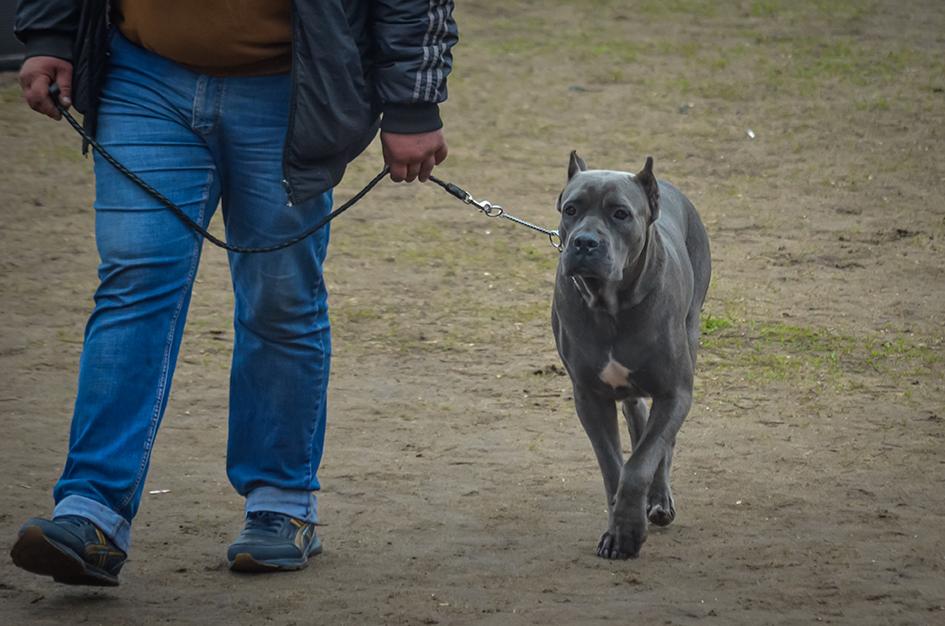 leveur de chiens
