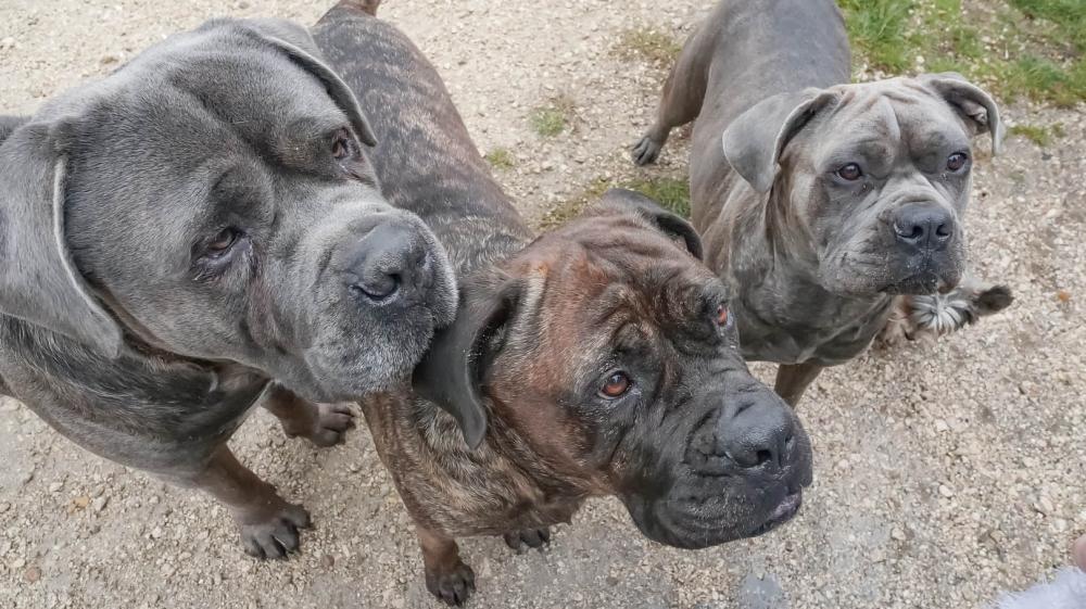 vente de cane corso