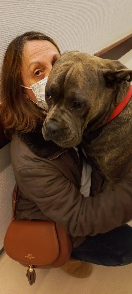 cane corso