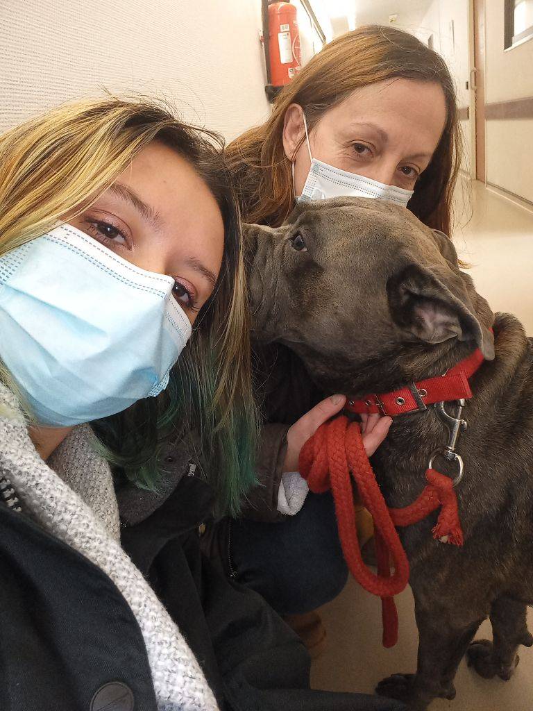 cane corso