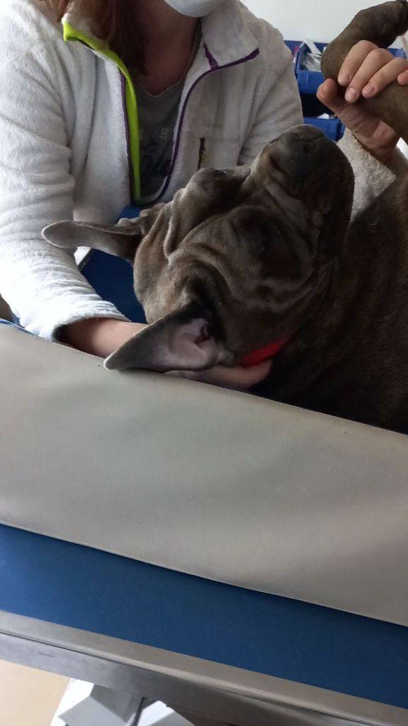 cane corso