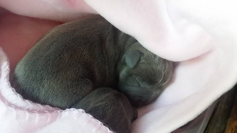 naissance
