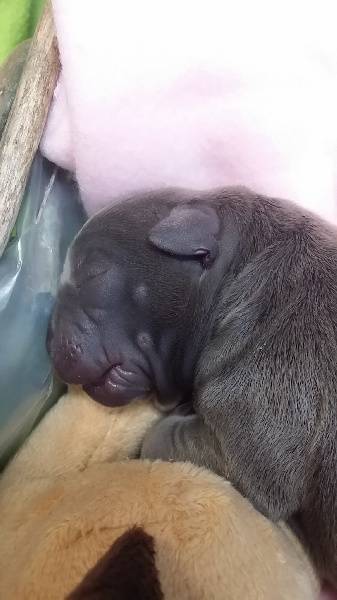 naissance