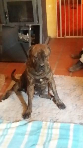 cane corso